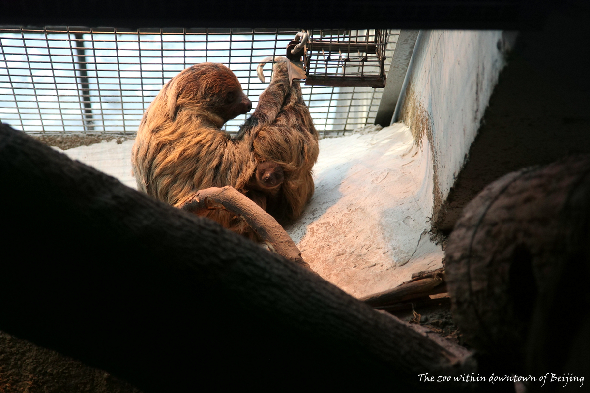 The baby sloth born in 2018-2-11