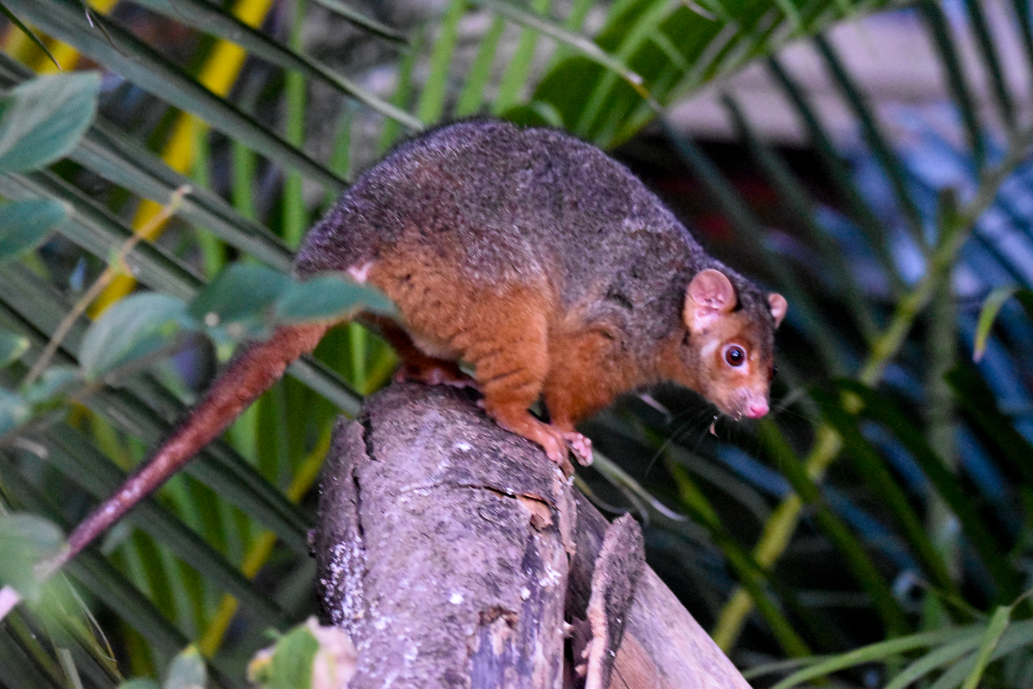 the backyard Common Ringtail Possum
