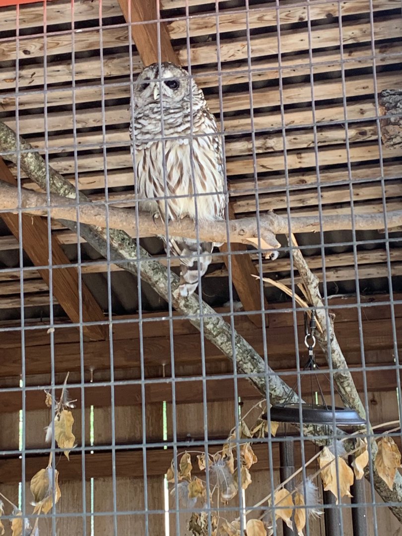 The Barn - Barred Owl