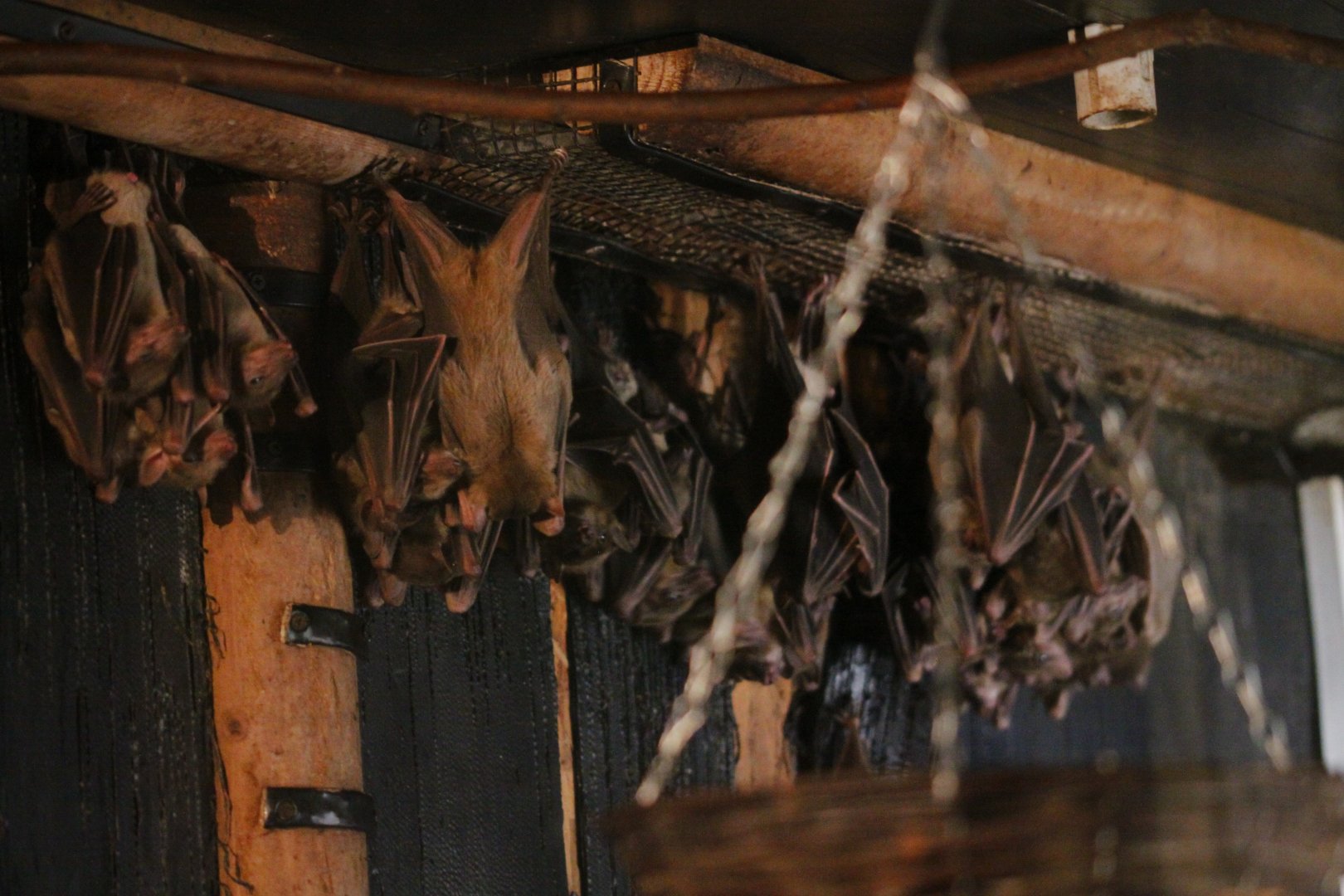 The bats - Egyptian and possibly the Little Red Flying Fox?