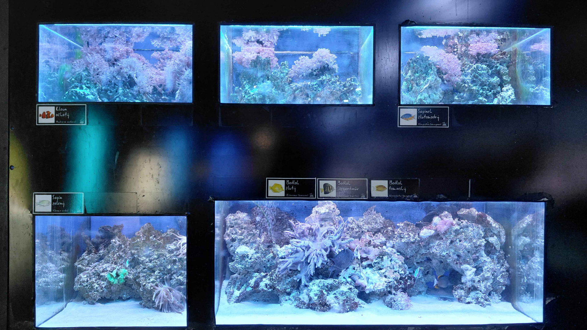 The bay of the rays - fish tanks