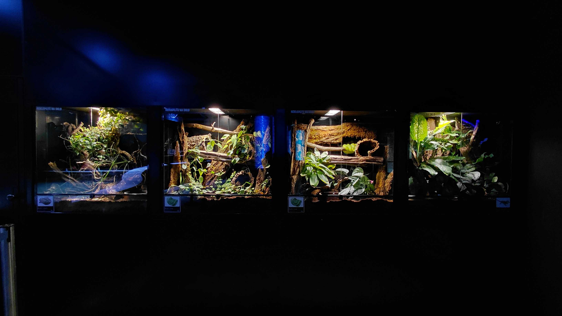 The bay of the rays - terrariums