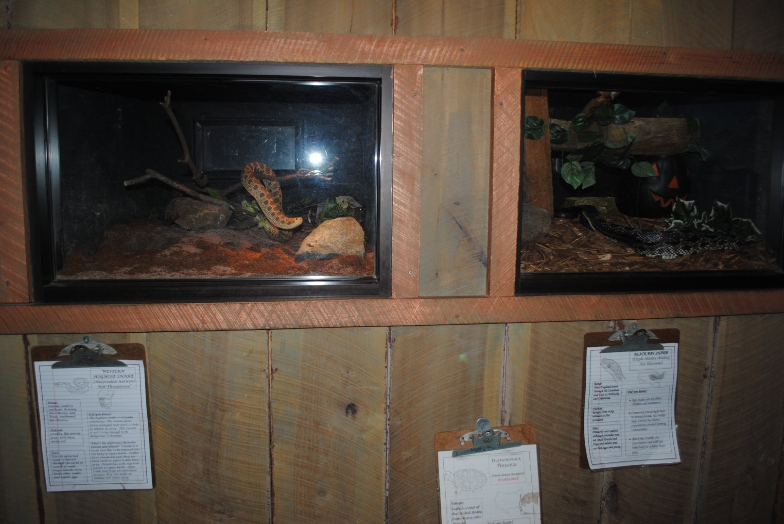 The Bayou Pailion - Terrariums for Western Hognose Snake and Black Rat Snake (left to right)