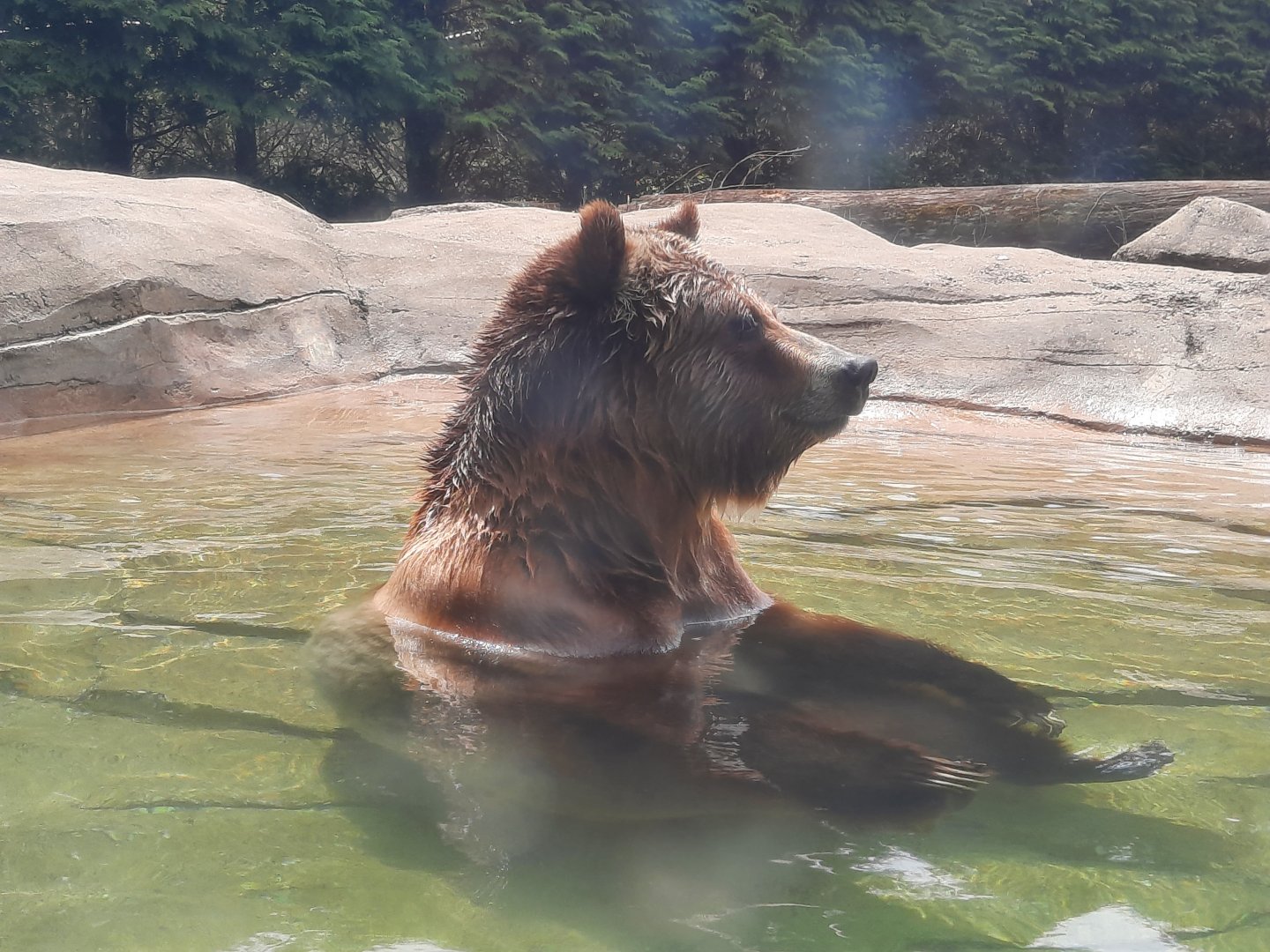 The Bear-cuzzi in Action