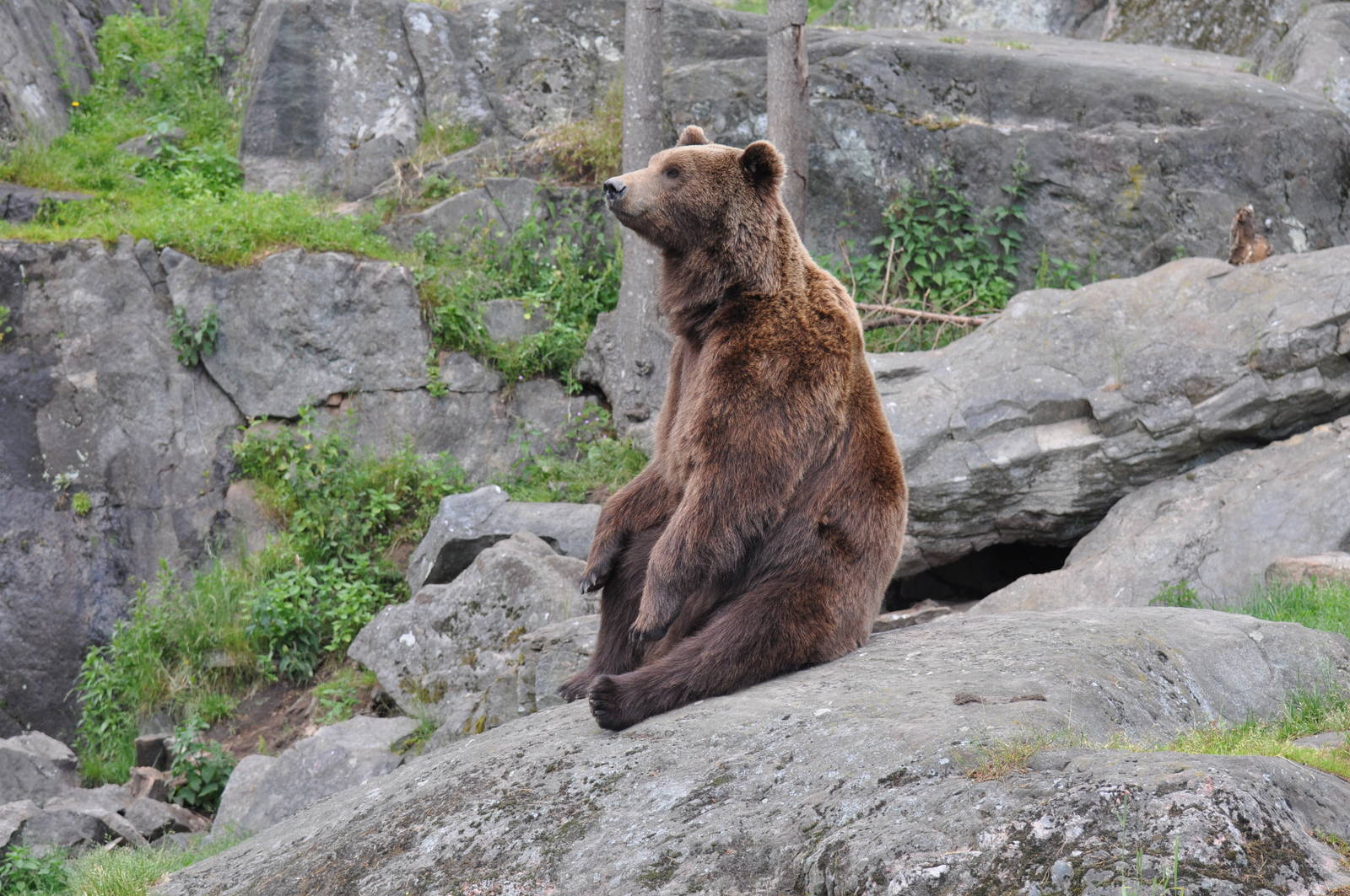 The bear Varulven at Kolmården Wildlife Park
