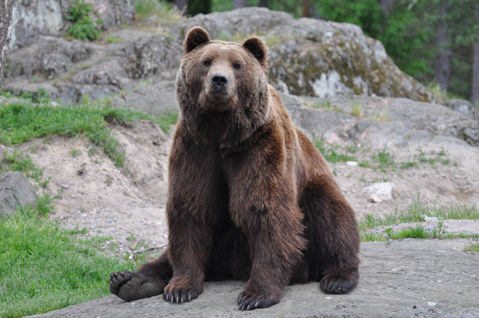 The bear Varulven at Kolmården Wildlife Park