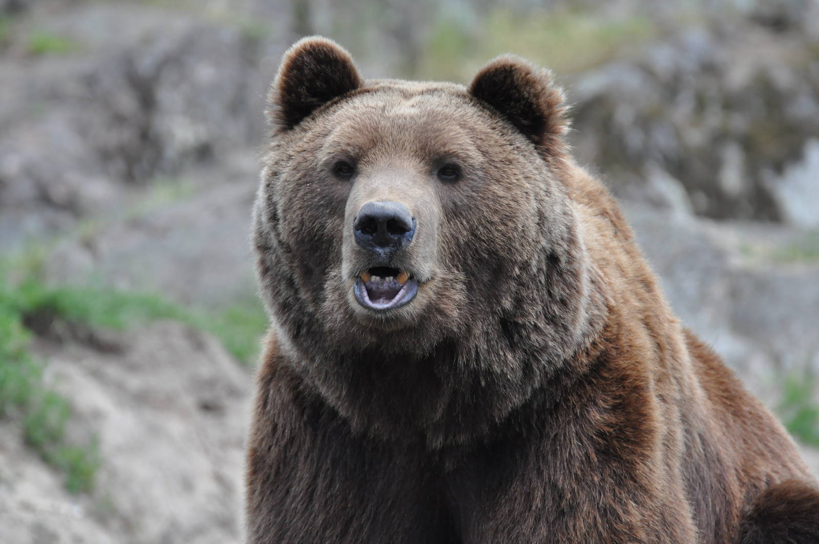 The bear Varulven at Kolmården Wildlife Park