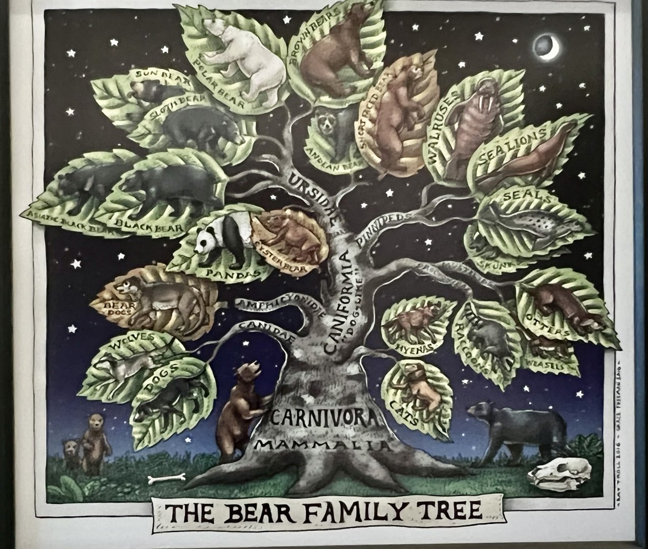 The Bears and their cousins