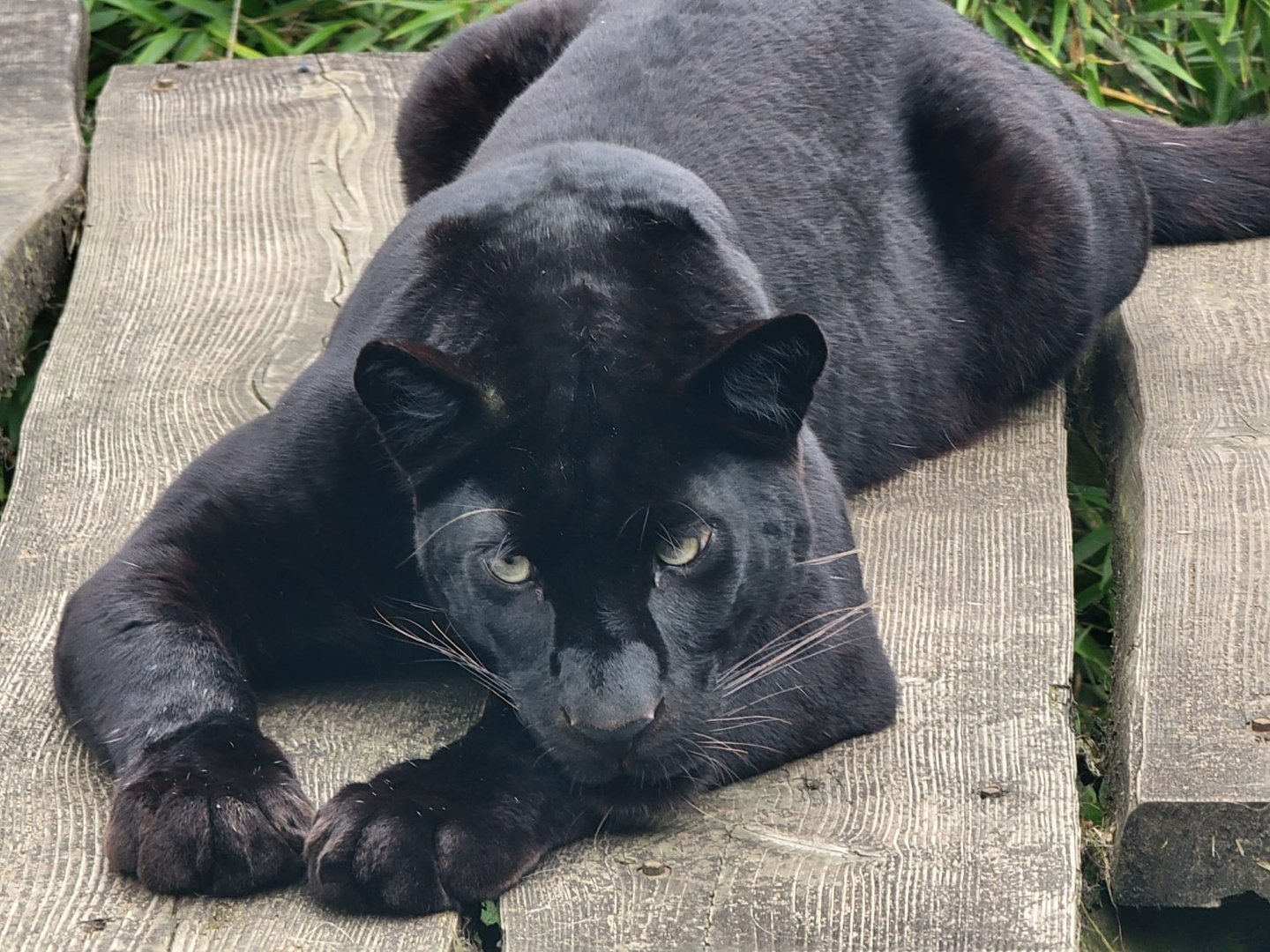 "The Beast of Exmoor" - Black Leopard