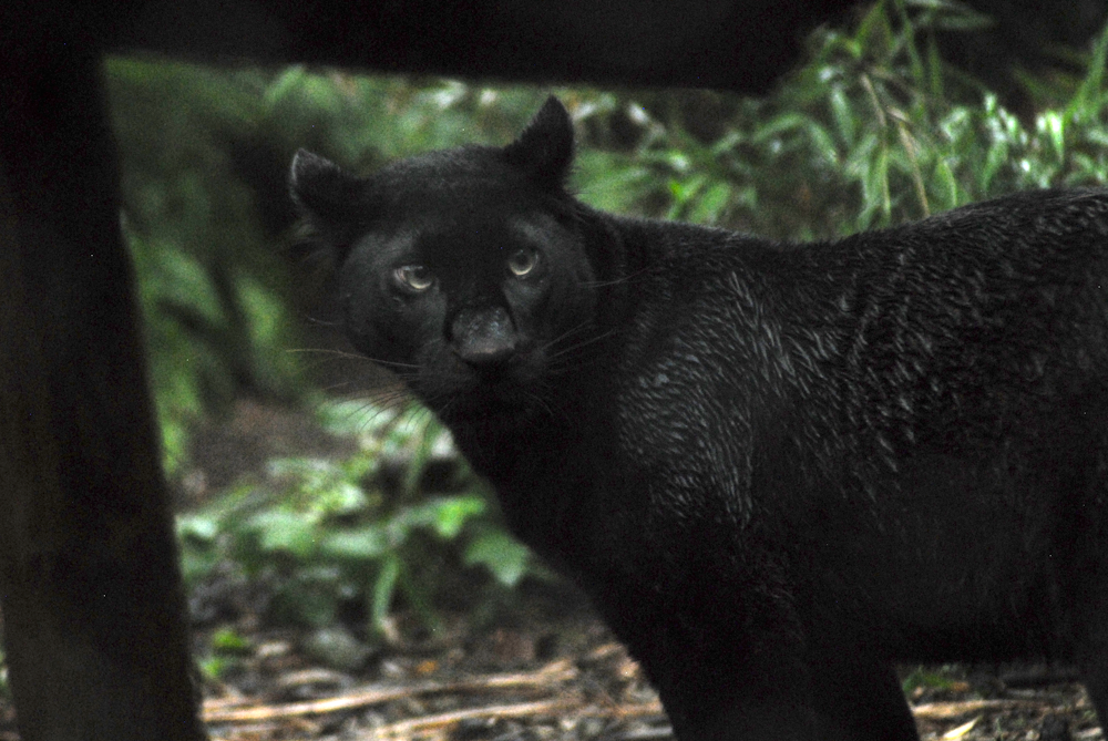 The Beast of Exmoor - Exmoor Zoo 2025