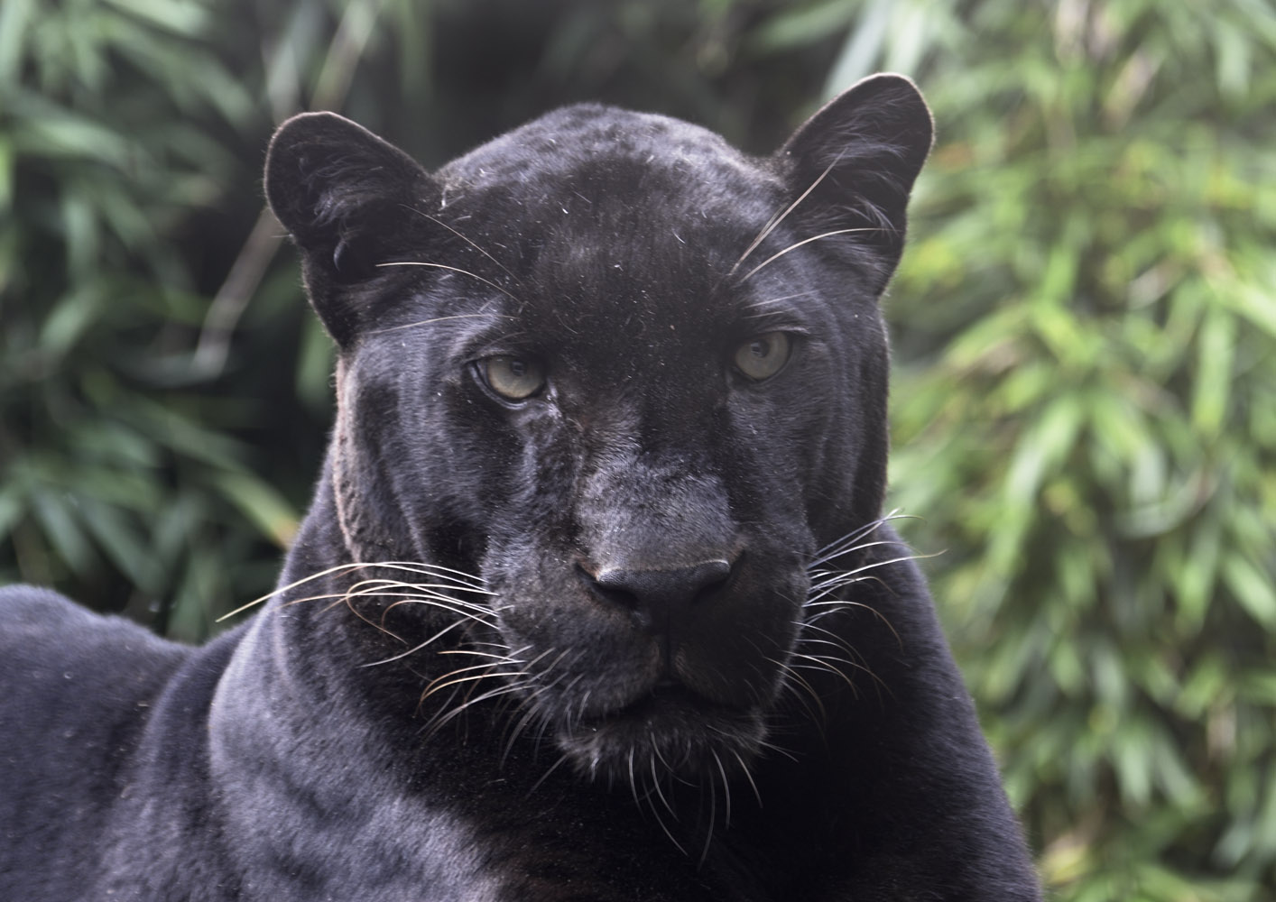 "The Beast of Exmoor"