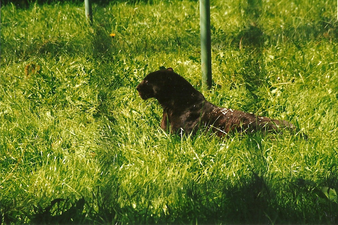 The Beast of Kirby Misperton 19th July 1997