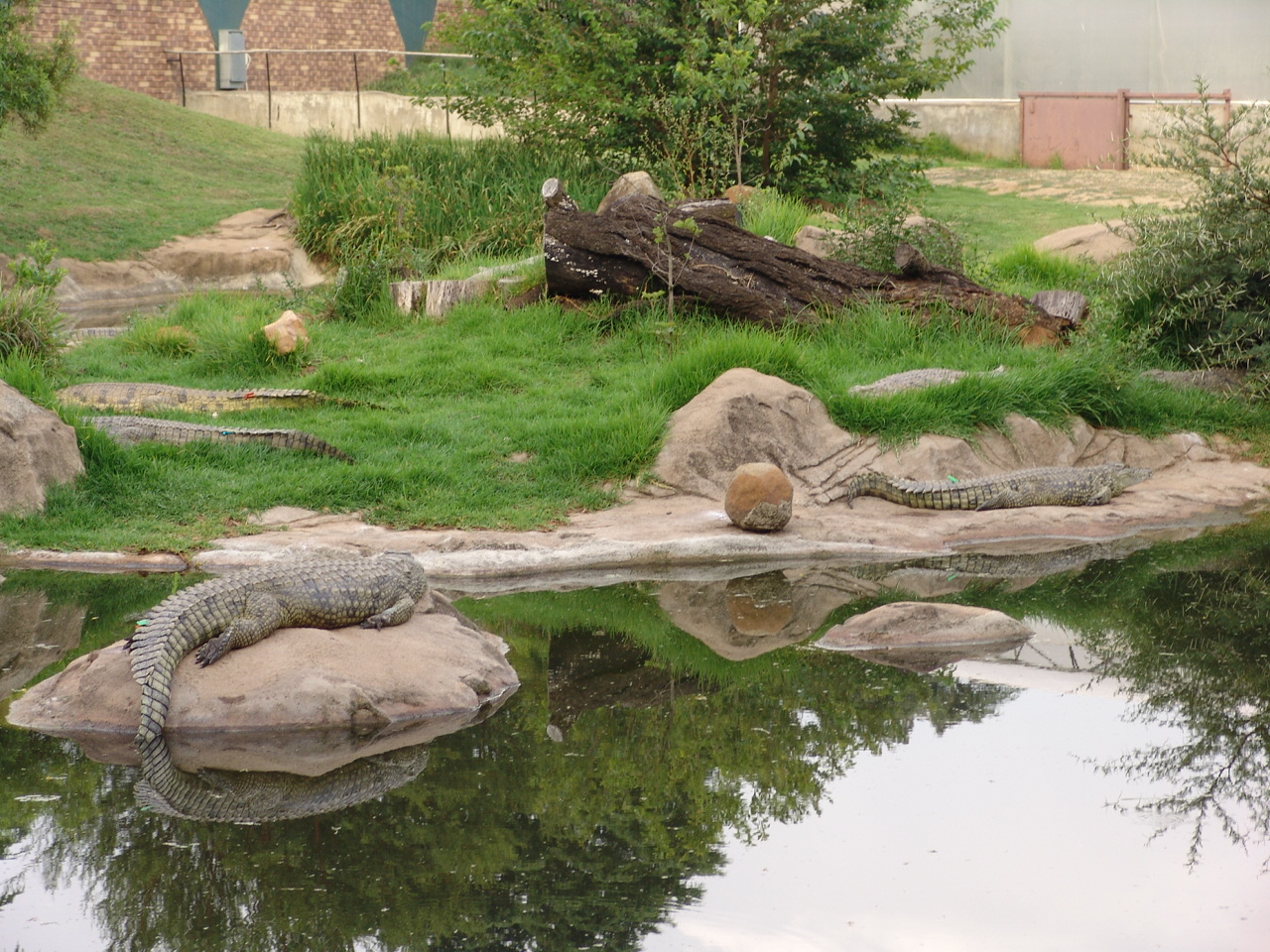 The beautiful enclosure of the Nile Crocodile (Crocodylus niloticus)
