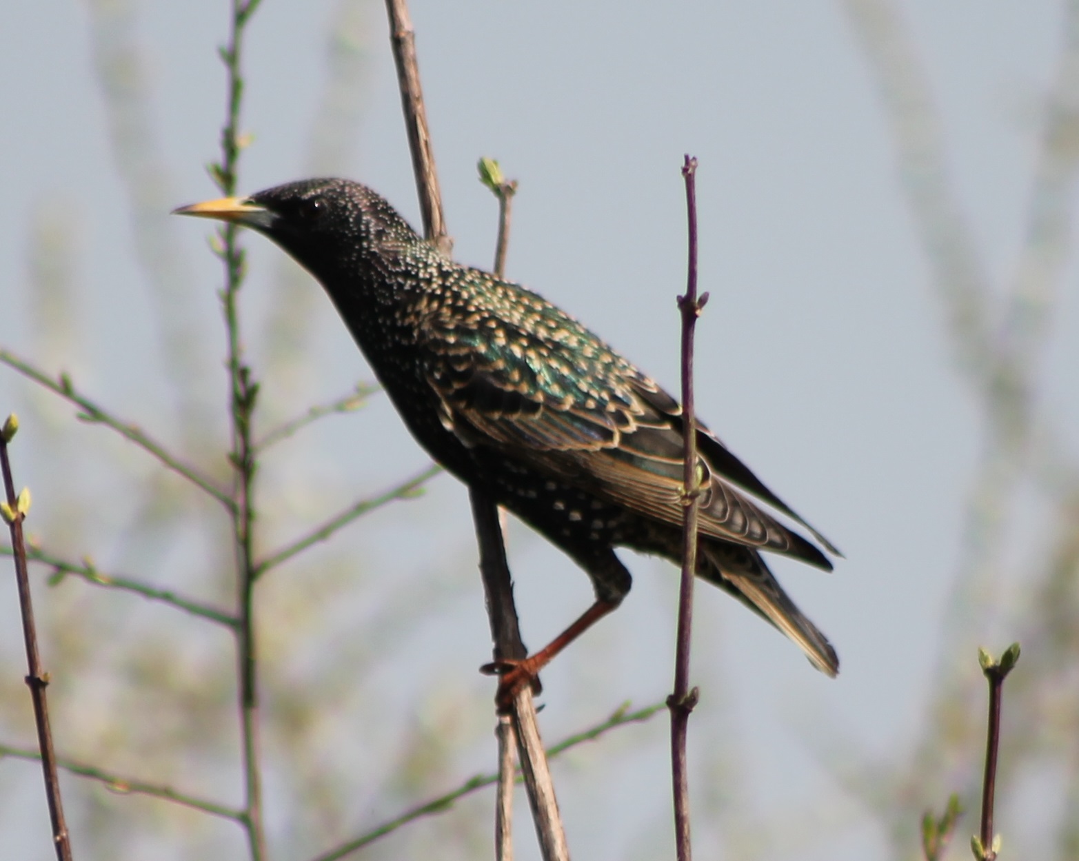 The beauty of a simple bird