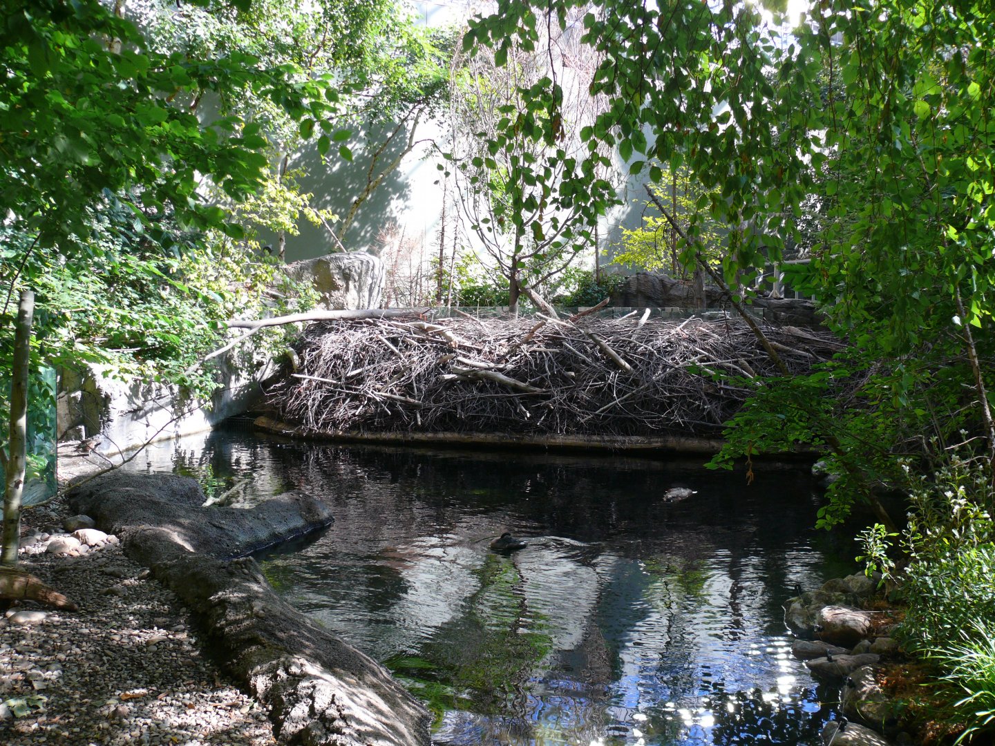 The Beaver's dam - reopening 31-08-2020