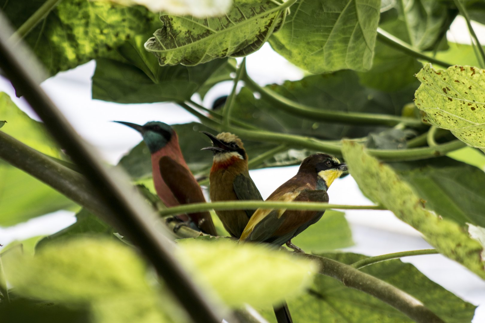The Bee Gees: Northern carmine bee-eater, White-fronted bee-eater and European bee-eater