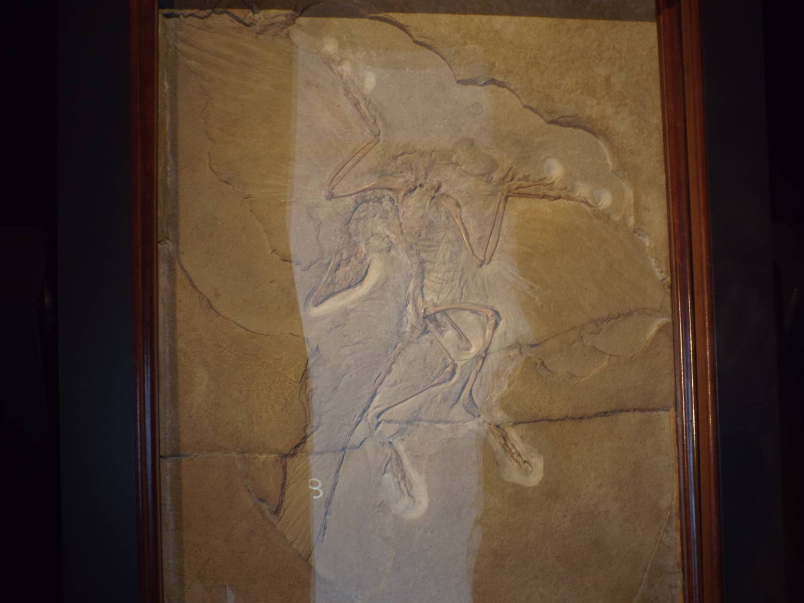 The "Berlin Specimen" (Archaeopteryx siemensii ) at Museum f?r Na
