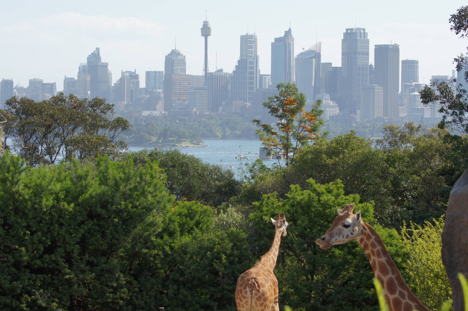 The best view in Sydney?