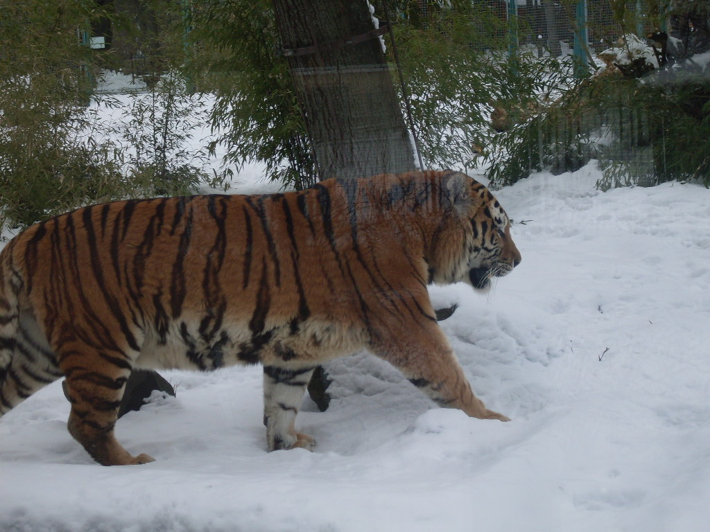 The big amur tiger outdoor exhibit
