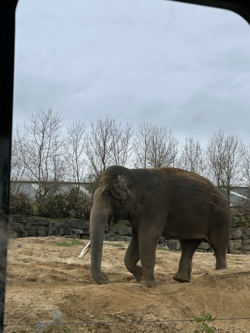 The big Asian elephant bull on the train route