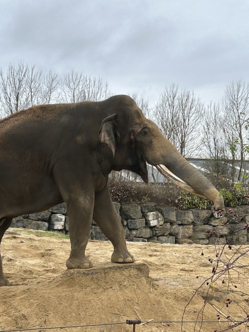 The big Asian elephant bull on the train route