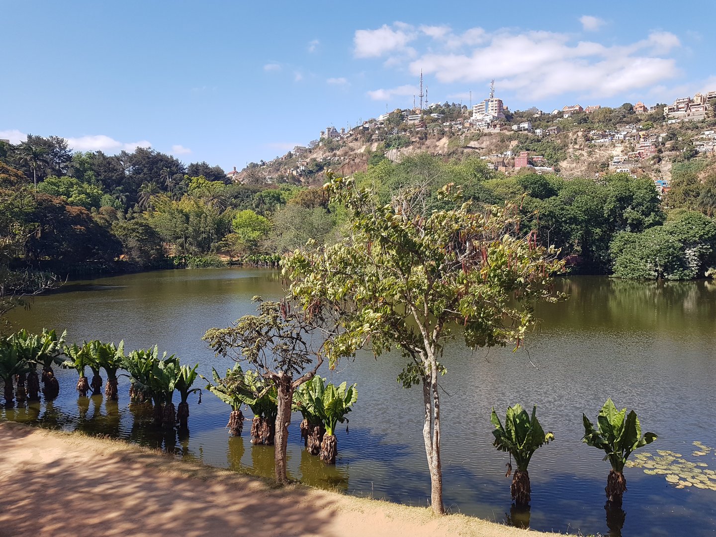 The big lake in the centre of the zoo with a lot of heron(spiece)s
