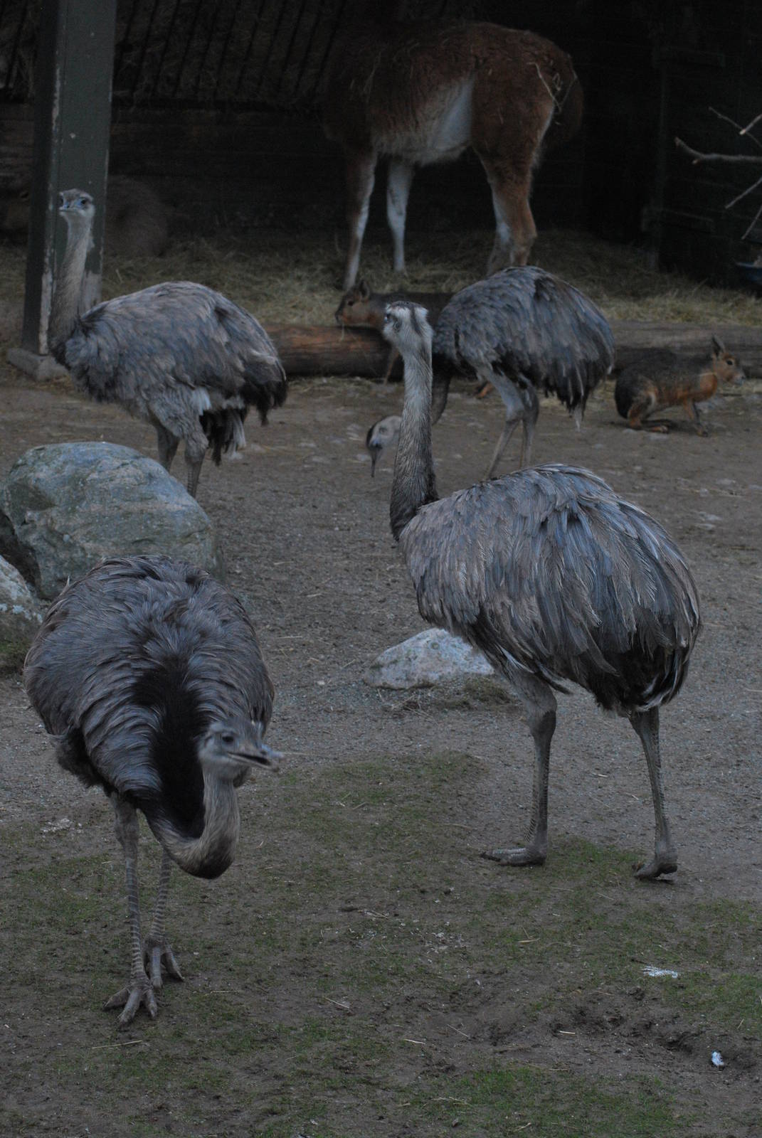 The big nandu birds appear rather aggressive...