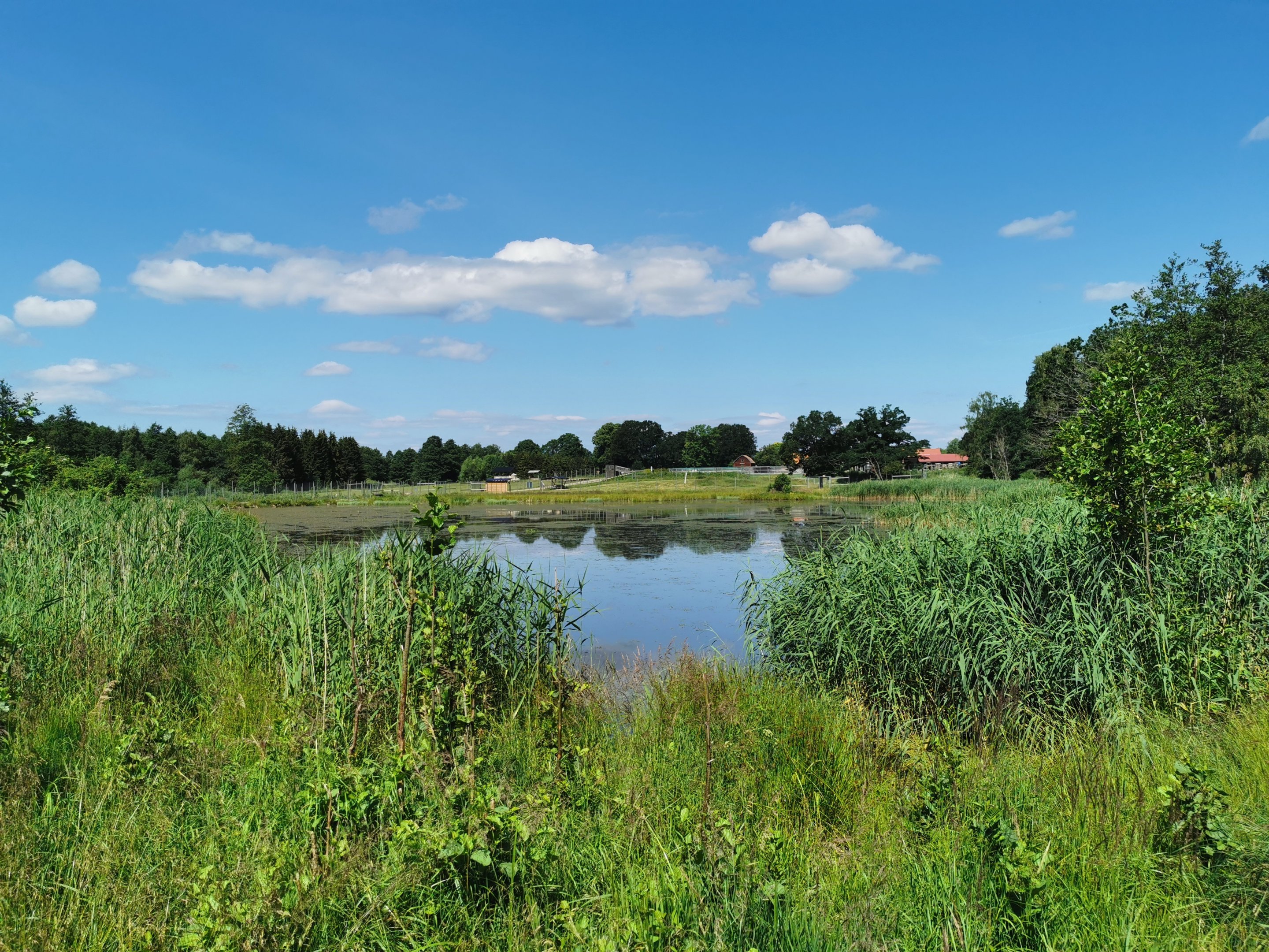 The big pond in the park