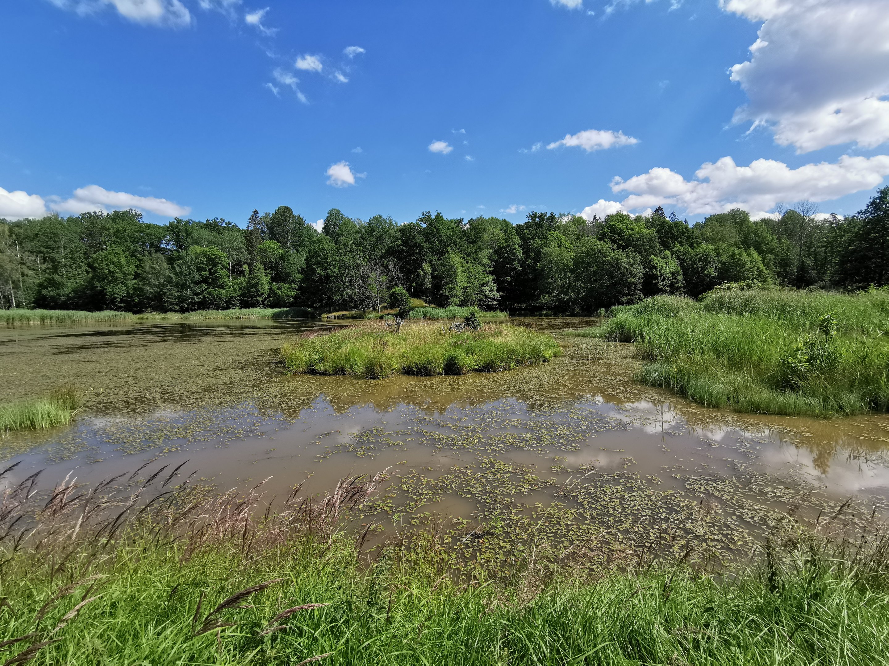 The big pond in the park