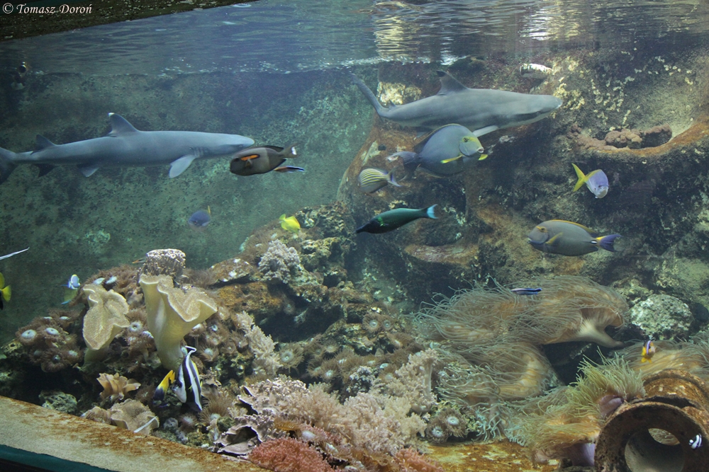 The biggest aquarium