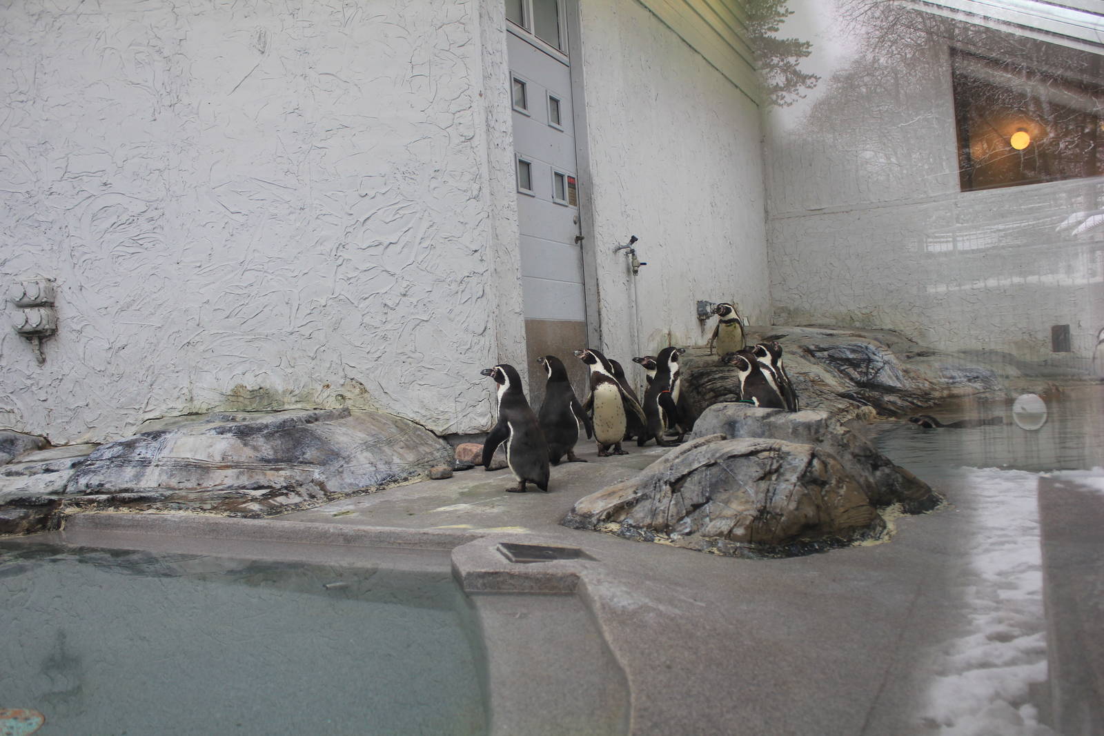 The Bird house - Penguins indoor exhibit