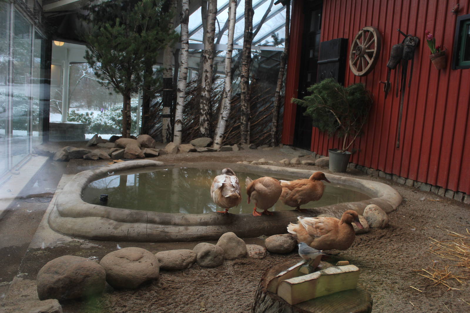 The Bird house - Swedish yellow ducks indoor exhibit