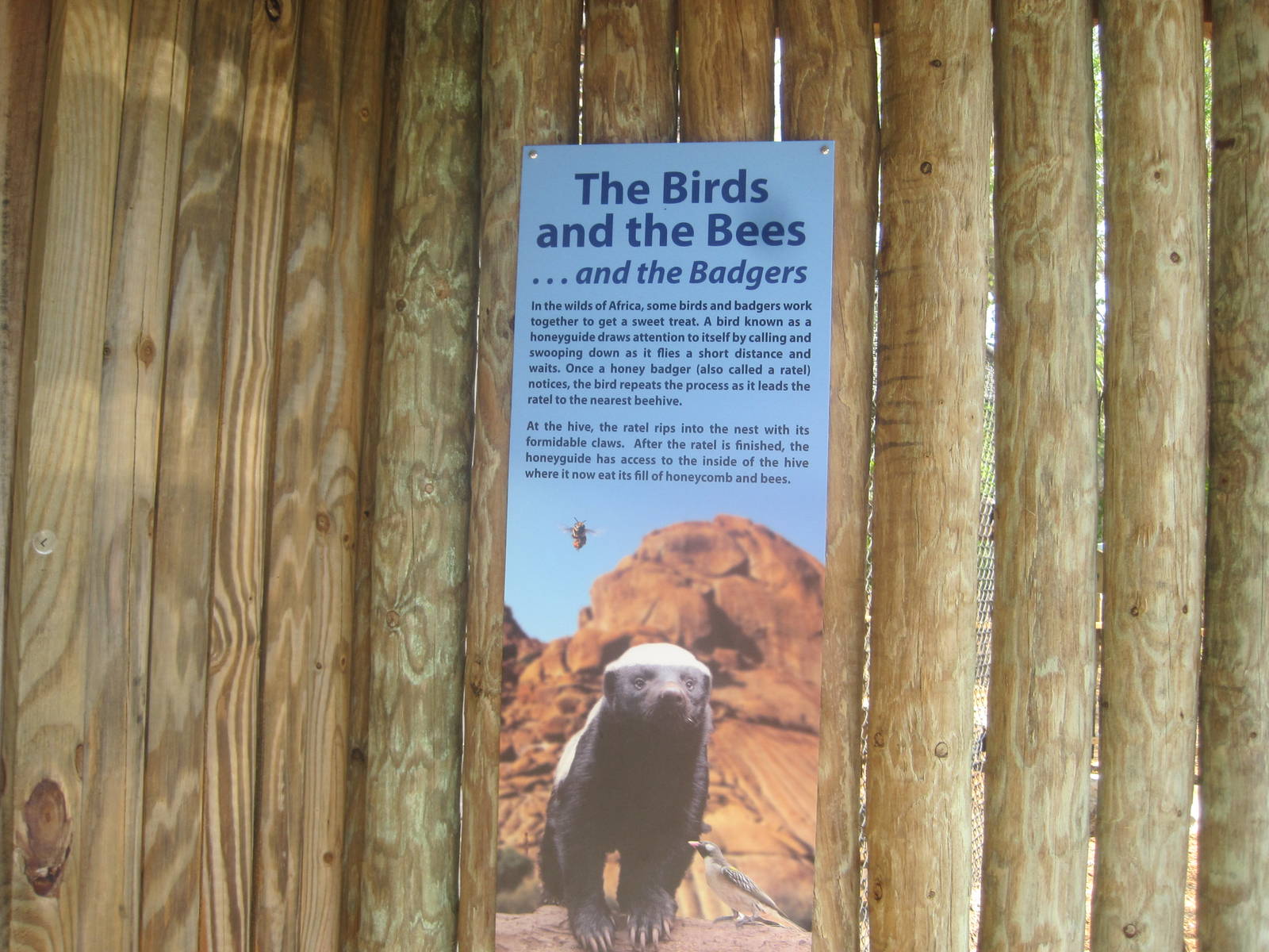 The Birds and the Bees and the Badgers