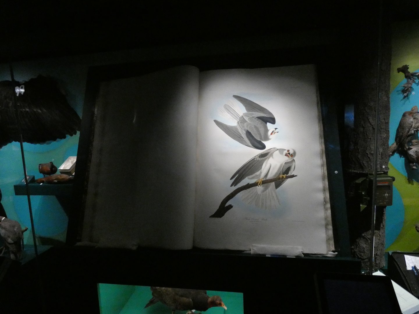 The Birds of America (reproduction?), White-tailed kite pair