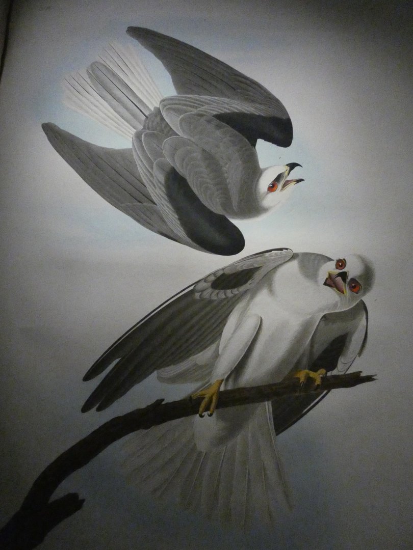 The Birds of America (reproduction?), White-tailed kite pair
