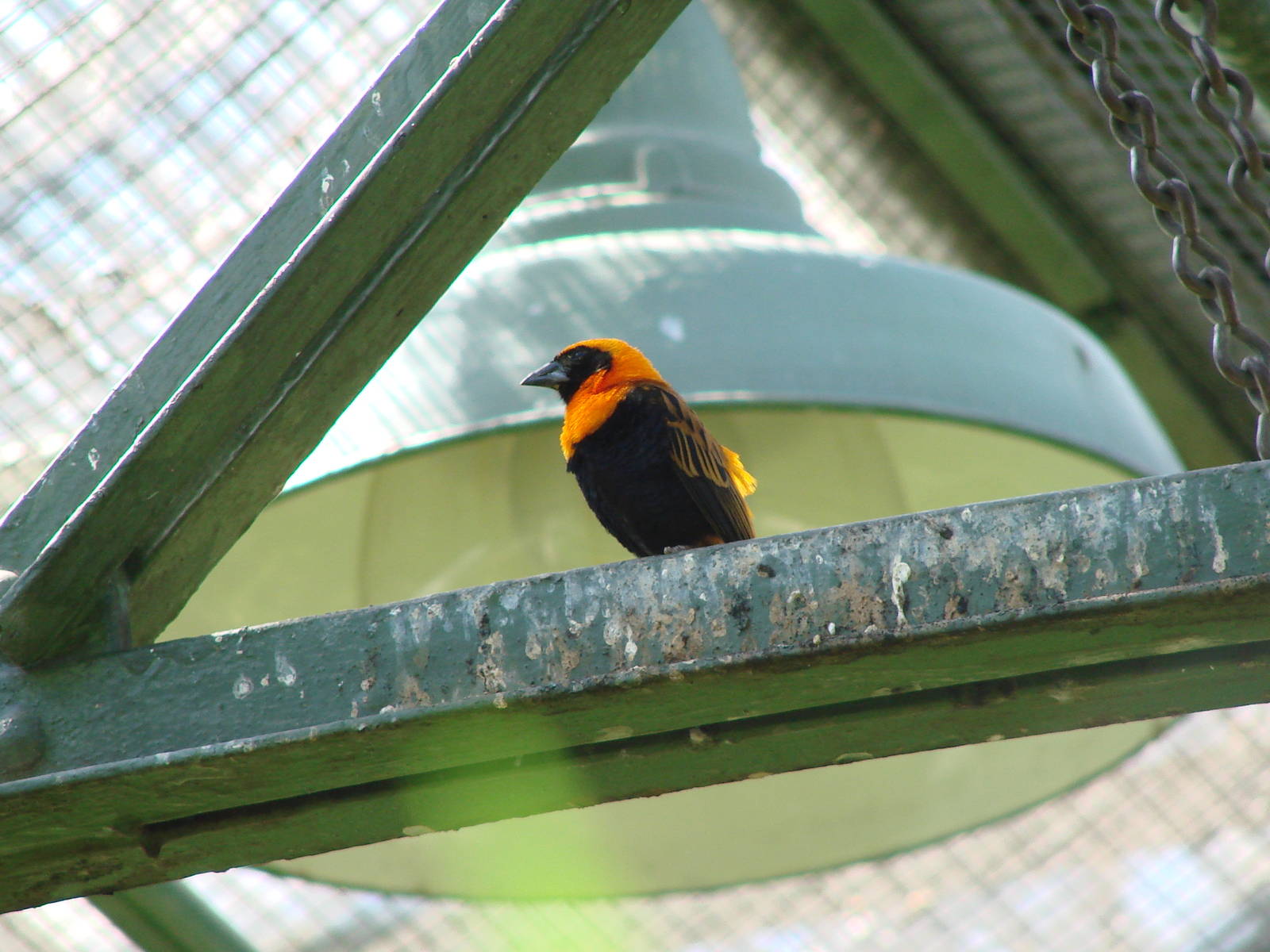 The birds of Niagara Parks Greenhouse