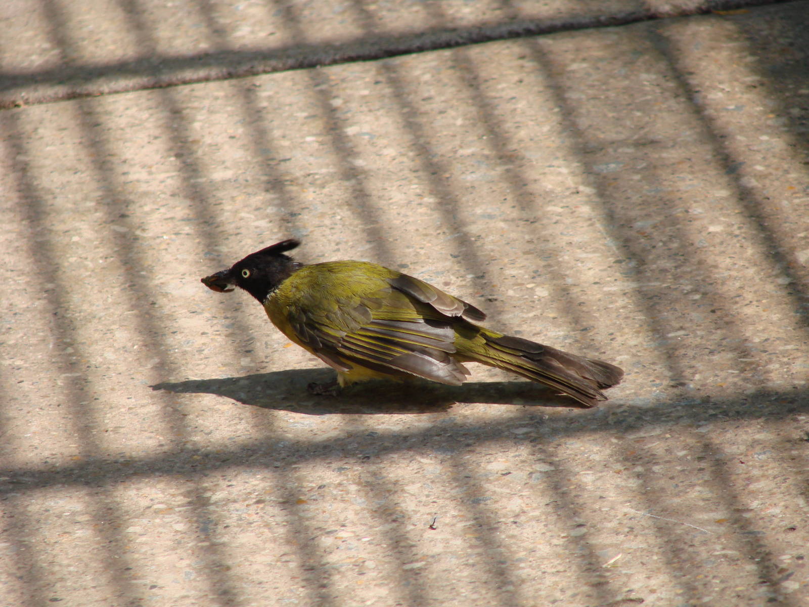 The birds of Niagara Parks Greenhouse