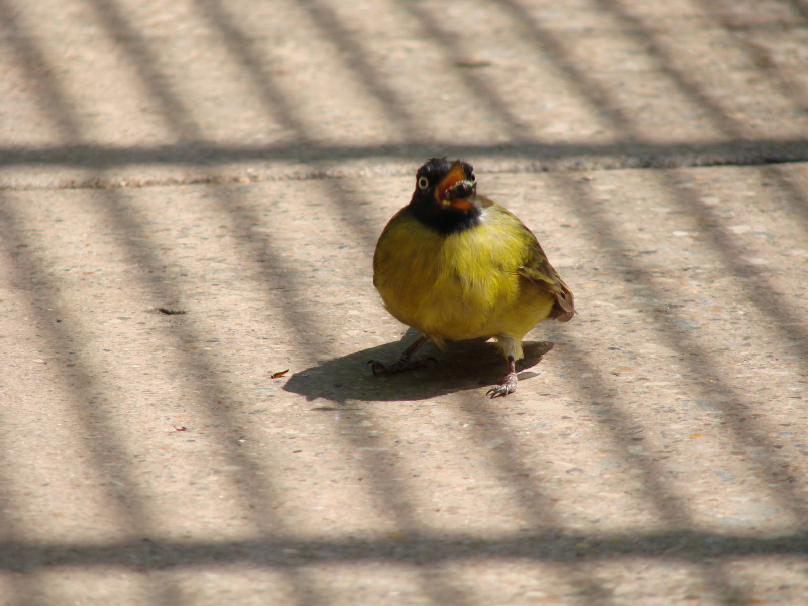 The birds of Niagara Parks Greenhouse