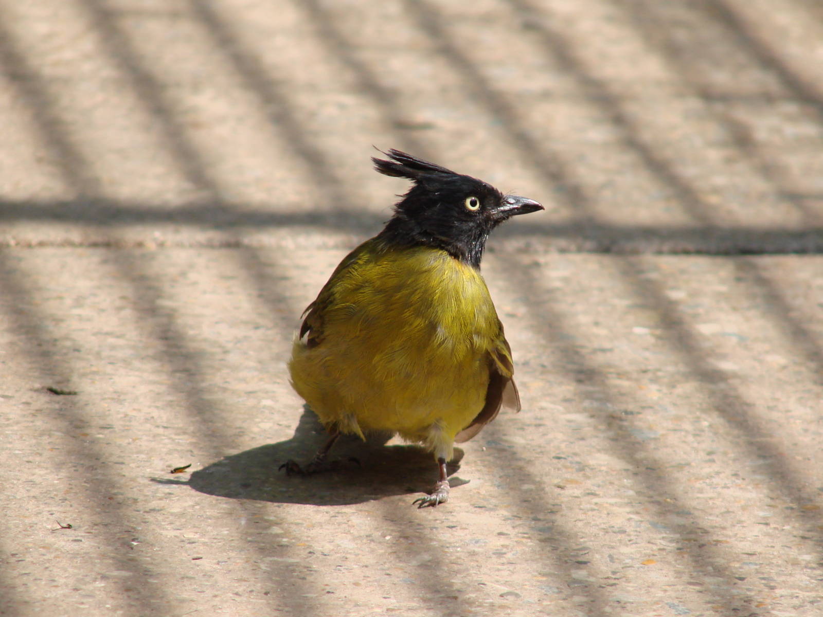 The birds of Niagara Parks Greenhouse