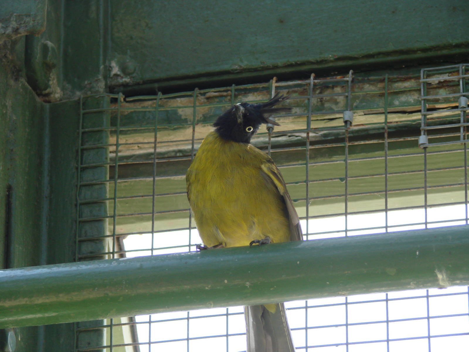 The birds of Niagara Parks Greenhouse