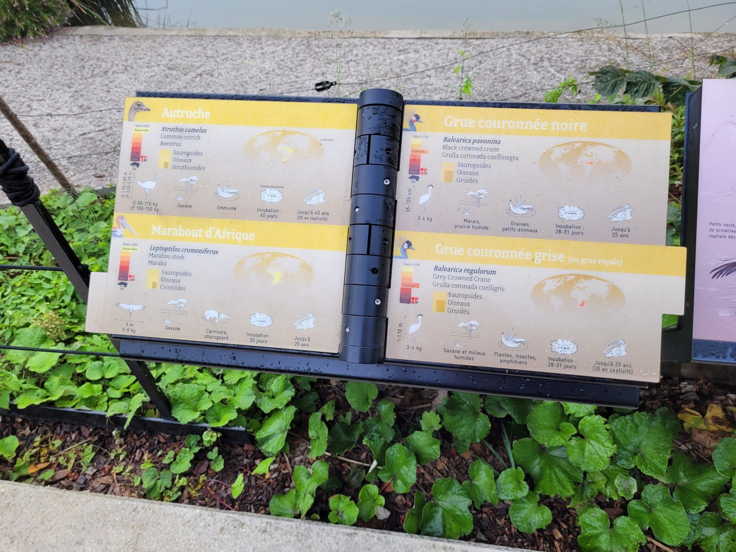 The birds of the savanna -Parc Zoologique de Paris (2022)