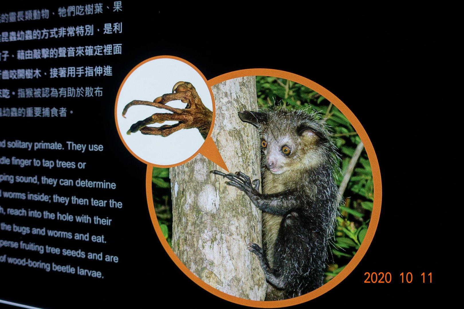 The bizarre Aye-aye fingers.