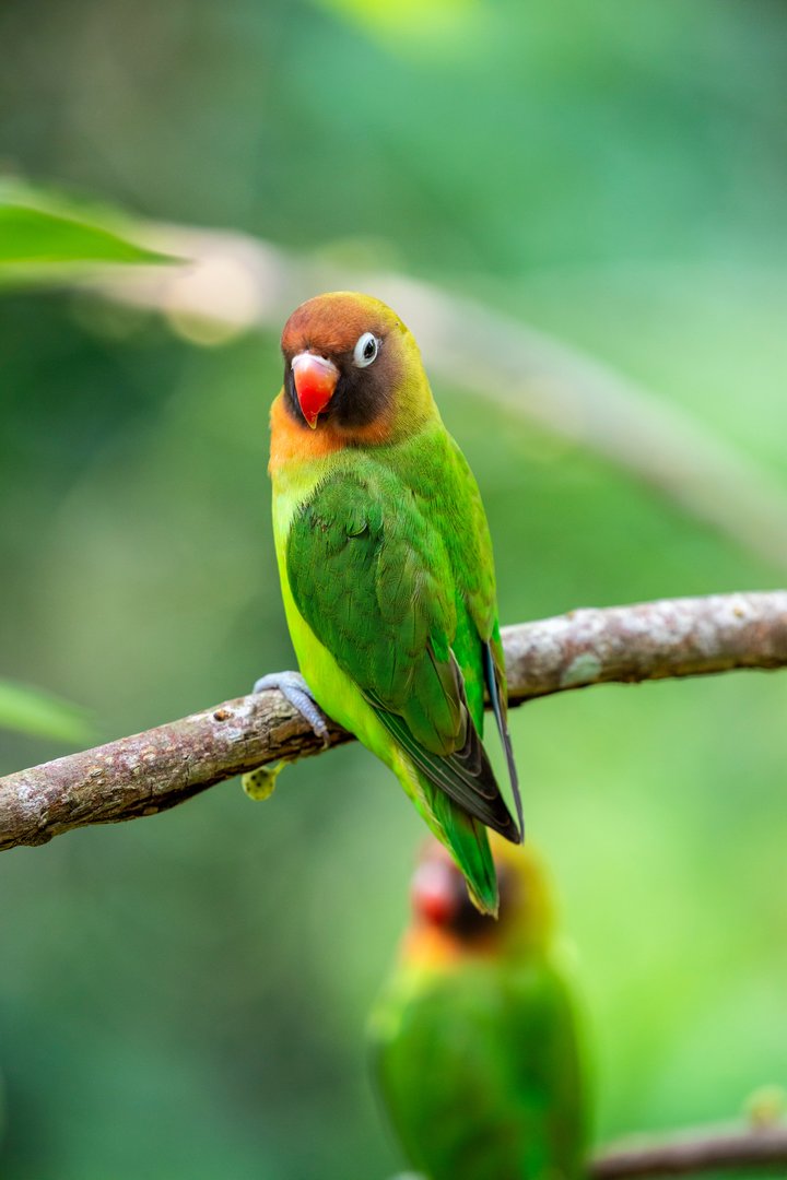 The black-cheeked lovebird (Agapornis nigrigenis)
