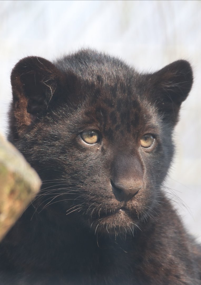 The black jaguar cub