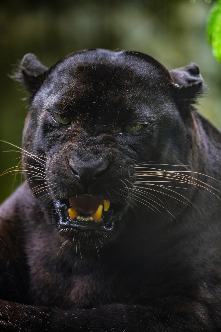 The Black Panther (Panthera pardus)