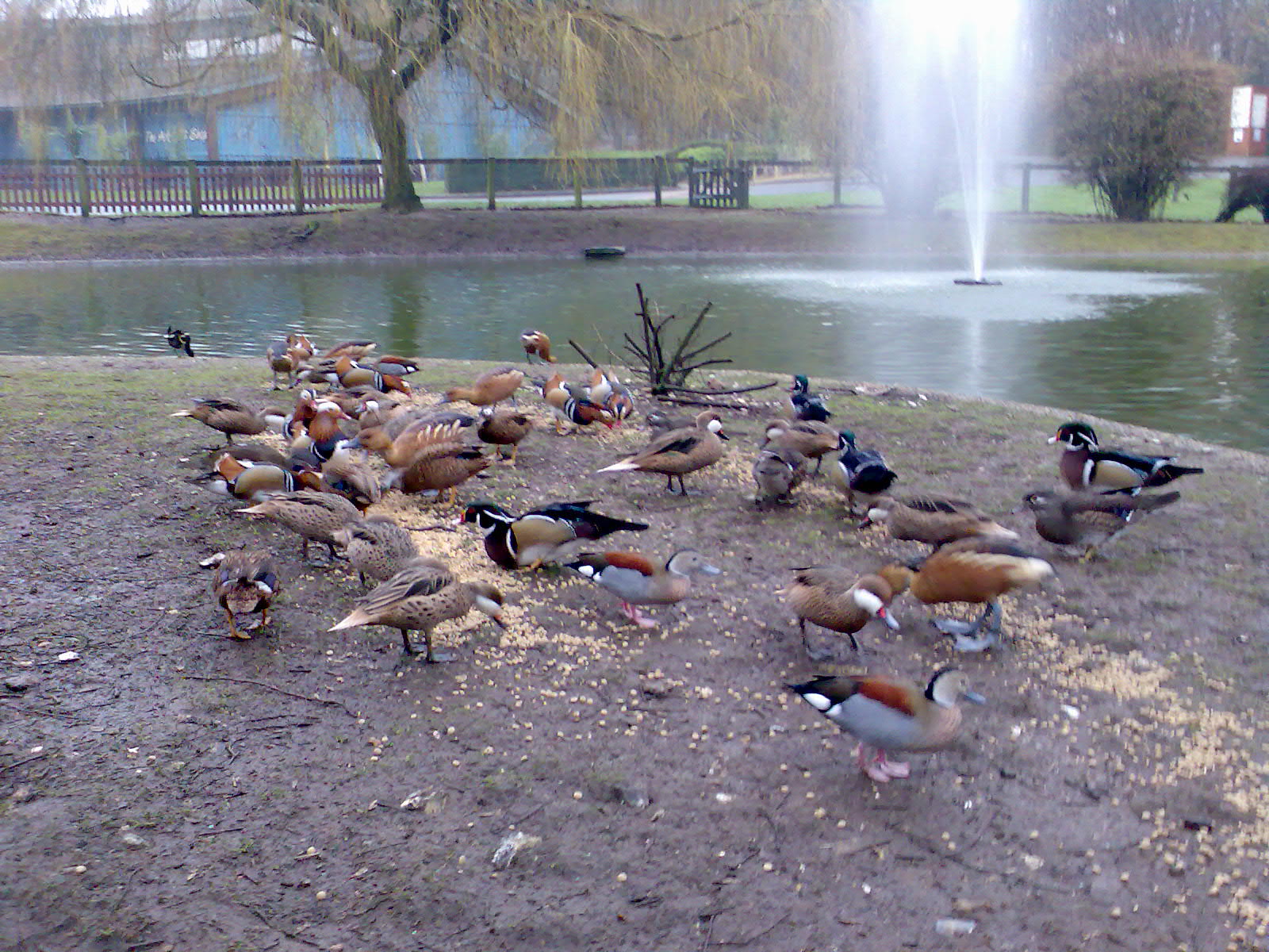 The Black Swan Pond (without the swans!)