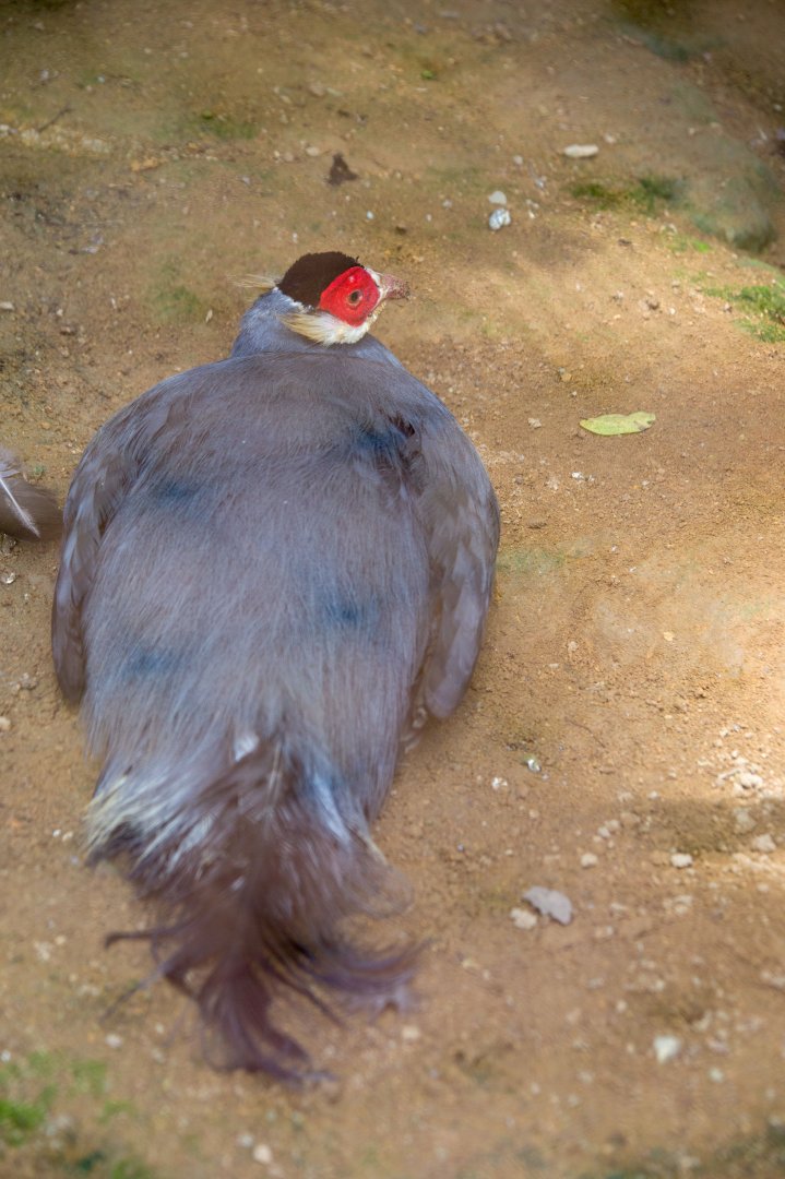 The blue eared pheasant (Crossoptilon auritum)