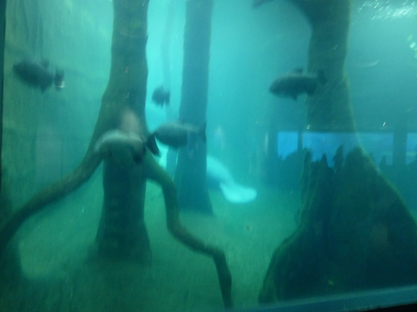 The Blue Saloon - Manatee pool