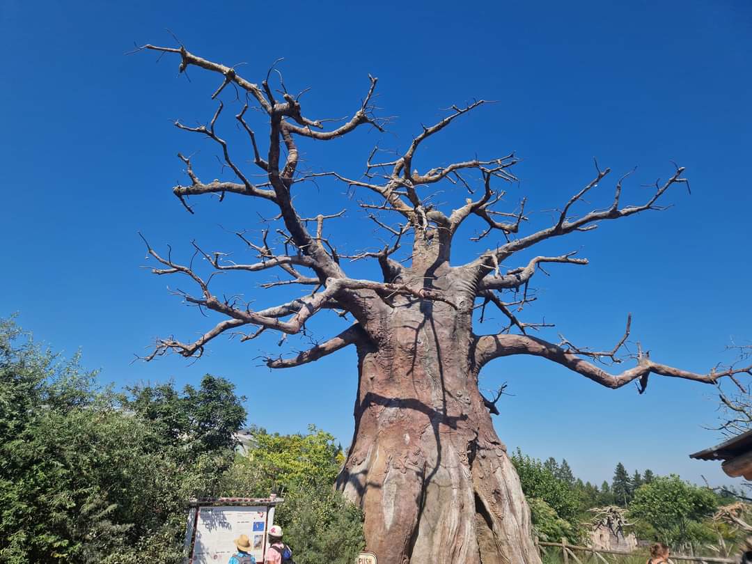 The Boabab next to the entrance