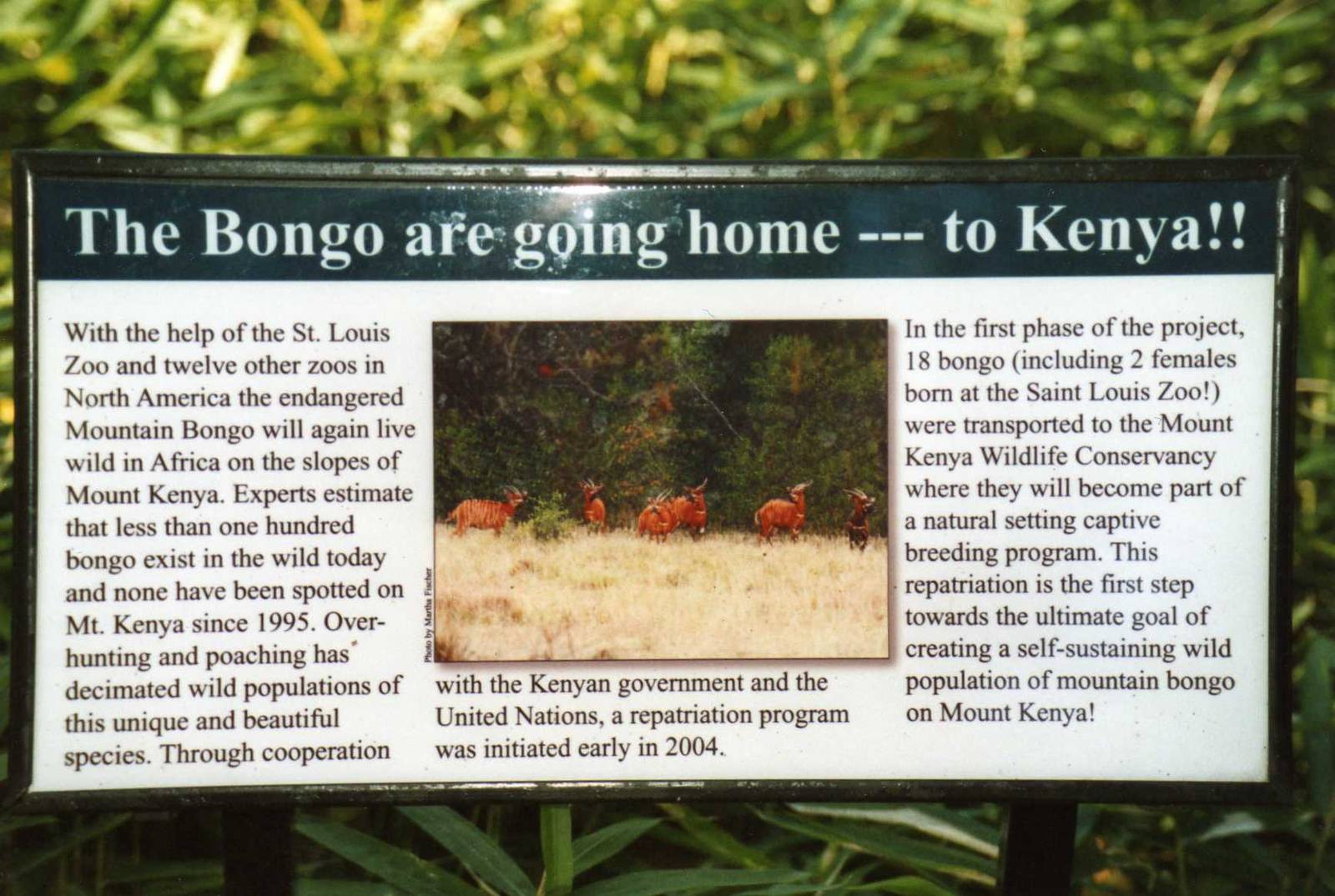 The Bongo are going home...